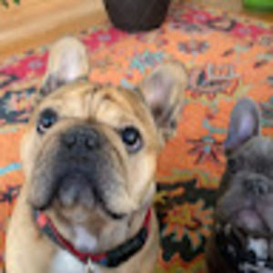 Meet your Posher, Mollie